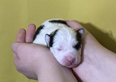 11 Days Old